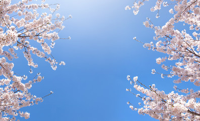 벚꽃