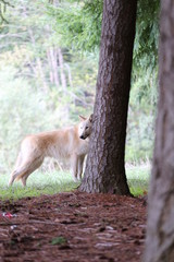 American Wolfdogs and Czech Wolfdogs playing