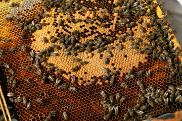 Bees and queen on combs. Hives. Beekeeping