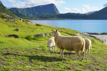 Fototapeta premium Sheep grazing in the grass by a beach in the Lofoten islands, Norway