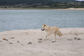 American Wolfdogs and Czech Wolfdogs playing