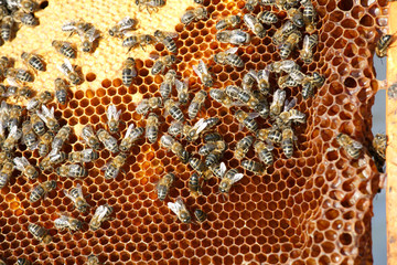 Bees and queen on combs. Hives. Beekeeping