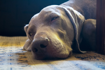 lazy dog on the floor
