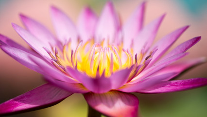 Closeup picture of blooming lotus flower