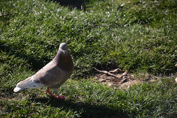 Obraz premium Palomas 