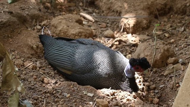 Perlhuhn beim Nestbau