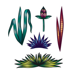 Color vector set of leaves of tropical plants. Hand drawing of of tropical leaves