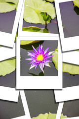 Lotus pink iknstant photo