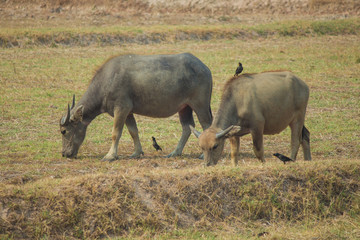 Obraz premium Thai buffalo is grazing in a field.