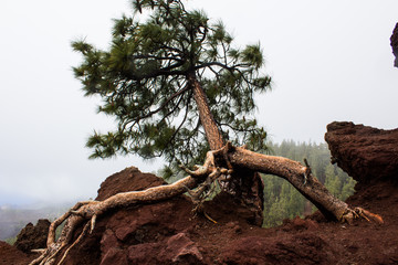 Lone tree