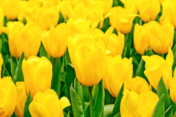 Obraz premium Tulips garden
