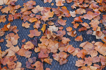 Vibrant newly fallen leaves on the ground during a rainy day in the Pacific Northwest