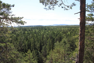 Вид на лес в ясный день.