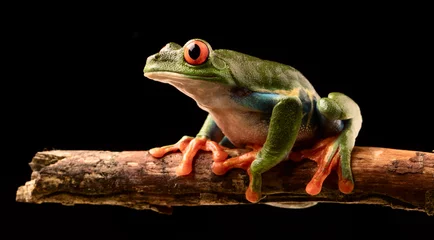 Papier Peint photo autocollant Grenouille Red eyed tree frog at night on a twig in the rain forest of Costa Rica. Agalchnis callydrias or Monkey treefrog is a nocturnal animal.