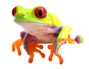 Fototapeta premium Agalychnis callidryas or the red eyed monkey tree frog, from the rain forest of Panama and Costa Rica isolated on white..