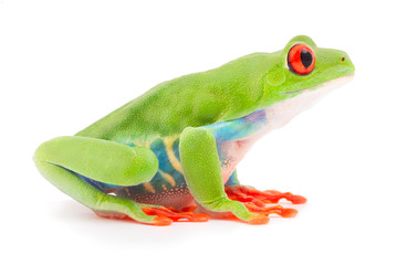 Red eyed tree frog an animal with vibrant eyes. Agalychnis callydrias lives in the rain forest of Costa Rica and Panama. Amphibian isolated on white background. .