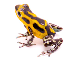 Poison arrow frog, an amphibain with vibrant yelllow.Tropical poisonous rain forest animal, Oophaga pumilio isolated on a white background.
