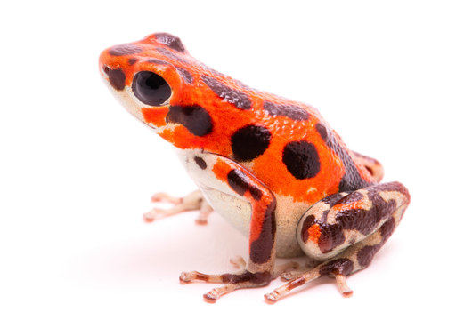Red poison dart frog..Tropical poisonous rain forest animal, Oophaga pumilio isolated on a white background.