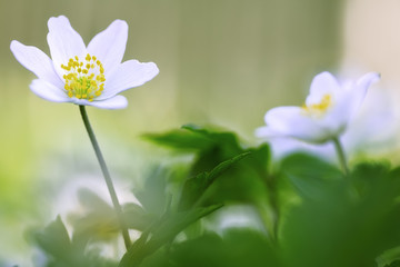 Early spring wild flowers, Anemone nemerosa or wood anemone. The arrival of new life.