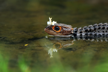 Mantis On Head Croc