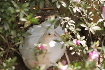 White Turk