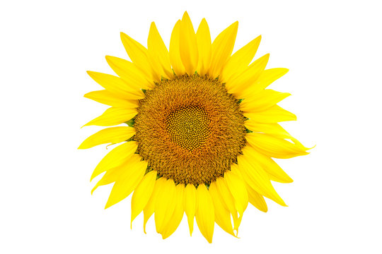 sunflower isolated on white background,with copyspace