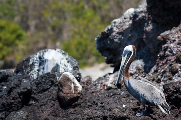 Brown Pelican (Pelecanus occidentalis) sitting on dark rocks on a uninhabited island off the coast of Mexico