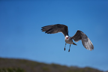 Heermanns Gull (Larus heermanni) in flight over a rocky landscape by the sea on an uninhabited island off the coast of Mexico