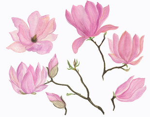 Watercolor painting blooming magnolia flowers set