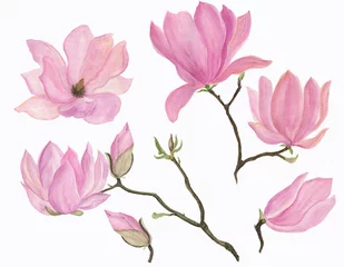 Fototapete Magnolie Aquarell-Malerei-Set mit blühenden Magnolienblüten