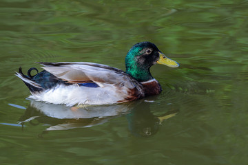 Wild duck or Anas platyrhynchos, beautiful duck swiming in lake.
