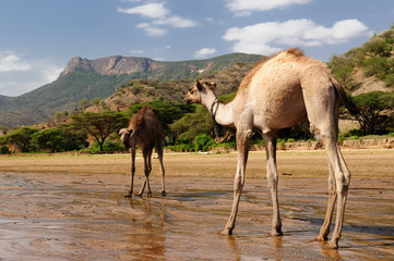 Landscapes from Kenya on the way to the Turkana lake