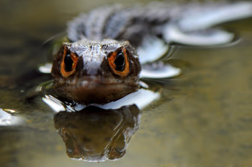 Face