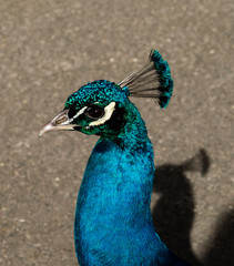 A beautiful male peacock showing off the bright colors of her electric blue feathers as he wanders along the paths of a public park in London
