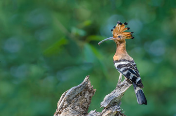 Common Hoopoe or Upupa epops, beautiful bird was eating a bug with green background. © Narupon