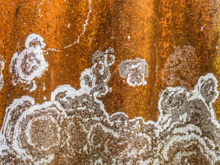 Flechten auf Eternit