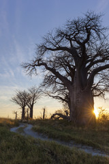 Sunrise at Baines Baobab's