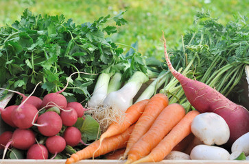 groupe de légumes frais dans jardin