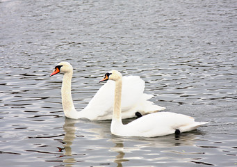 Fototapeta premium Swans