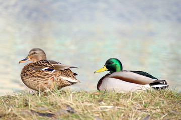 Ducks