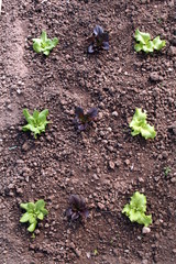Top view of green lettuce cultivation in a sustainable greenhouse in countryside