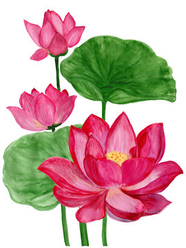 Hand drawn watercolor botanical illustration of Lotus flower pink.