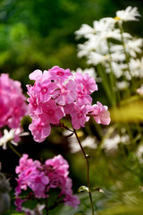 Phlox on background of the camomiles in the garden