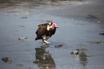 huge vulture on a beach