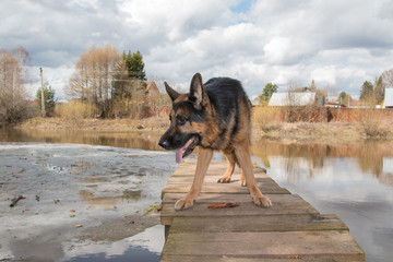 Dog german shepherd near water