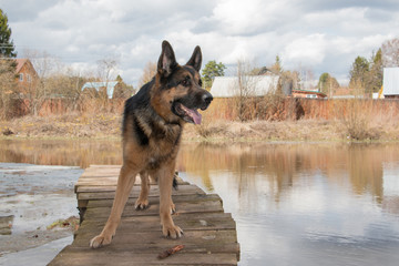 Dog german shepherd near water