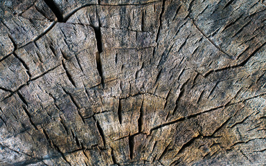 Cracked wooden texture. close-up