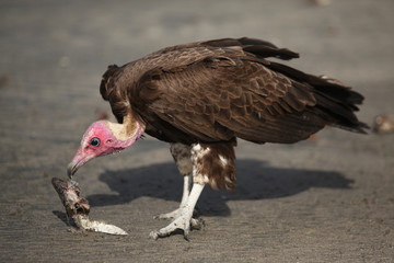 huge vulture on a beach