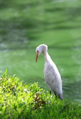 Intermediate Egret, Egretta intermedia