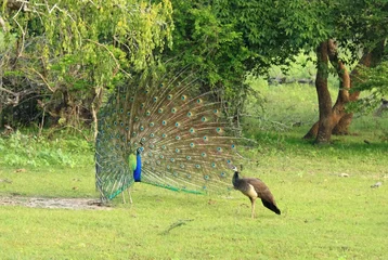 Store enrouleur tamisant Paon Indian Peafowl, Pavo cristatus. Male  peacock, female peahen